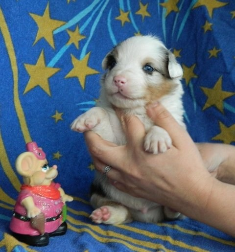 Рысь. BLGKV питомник собак