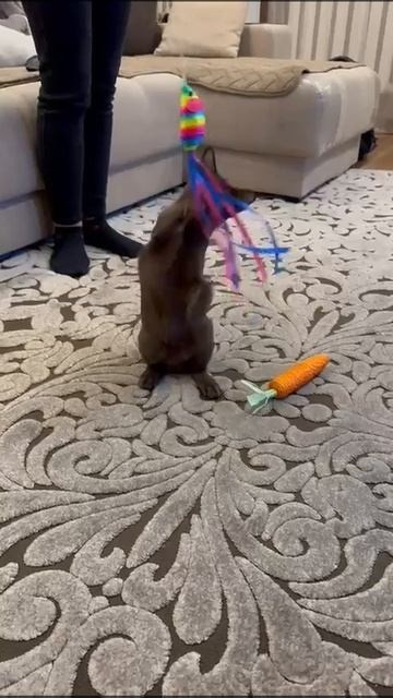 Отзывы. Питомник «Bouncy Life»