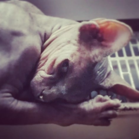 Anka`s Instagram. Заставка