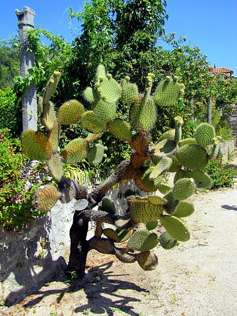 Хорватия: Стон, Трстено, Корчула — радости и гадости природы. Дарья Письменюк / Darya Leitstern — фотограф, музыкант, журналист, путешественник