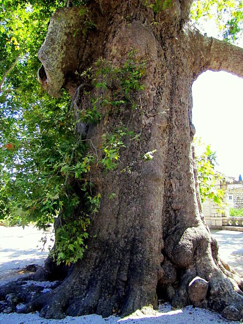Хорватия: Стон, Трстено, Корчула — радости и гадости природы. Дарья Письменюк / Darya Leitstern — фотограф, музыкант, журналист, путешественник