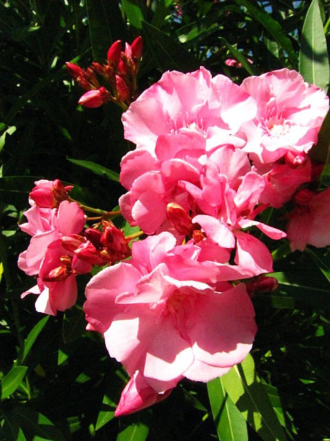 Хорватия: Стон, Трстено, Корчула — радости и гадости природы. Дарья Письменюк / Darya Leitstern — фотограф, музыкант, журналист, путешественник