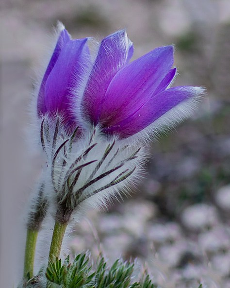 Сон —трава. Фотограф Севастополь/Крым Светлана Евтушенко