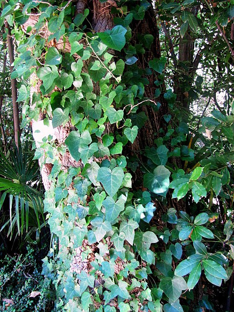 Хорватия: Стон, Трстено, Корчула — радости и гадости природы. Дарья Письменюк / Darya Leitstern — фотограф, музыкант, журналист, путешественник