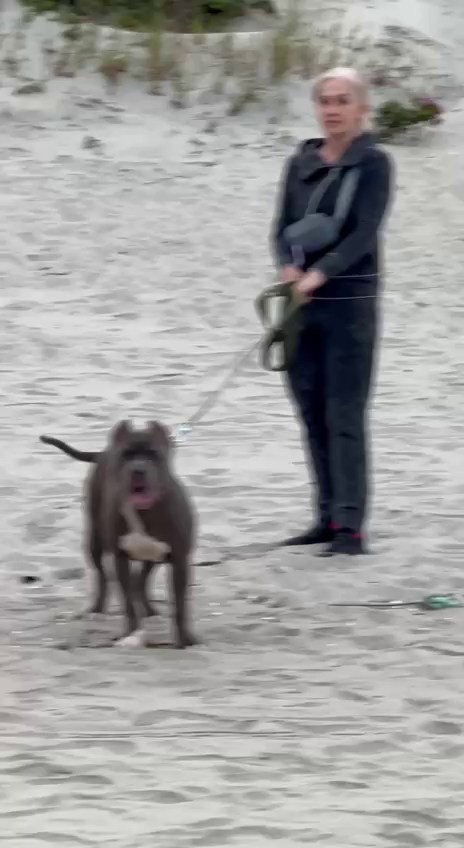 Видео GBU Xanamoon. Американские булли XL в г. Калининград. Питомник Great Bully UNIVERSE