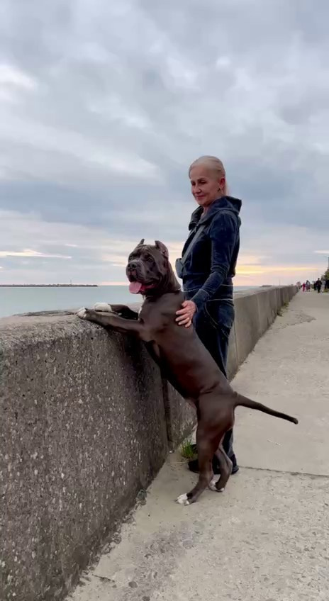 Видео GBU Xanamoon. Американские булли XL в г. Калининград. Питомник Great Bully UNIVERSE