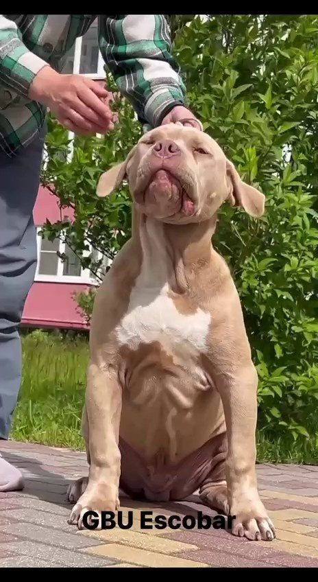 Видео GBU ESKOBAR. Американские булли XL в г. Калининград. Питомник Great Bully UNIVERSE