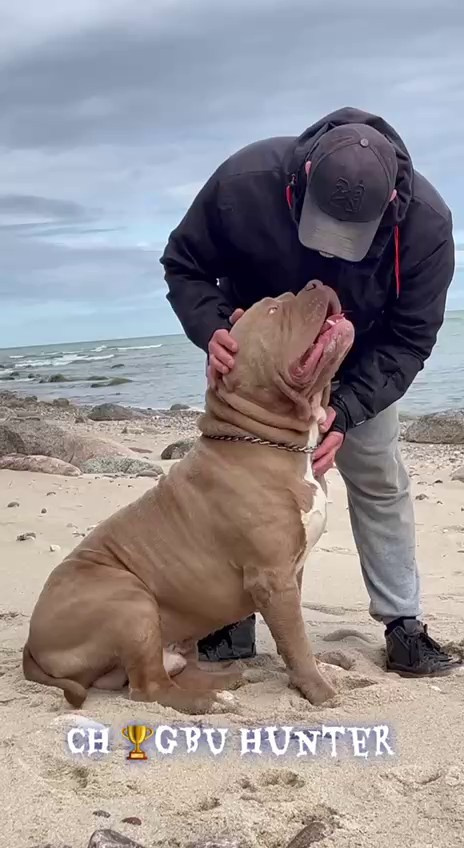 Видео Хантер. Американские булли XL в г. Калининград. Питомник Great Bully UNIVERSE