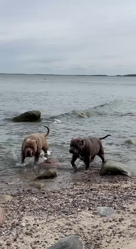 Видео Хантер. Американские булли XL в г. Калининград. Питомник Great Bully UNIVERSE