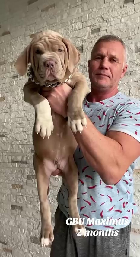 Hunter&Queenie, 10.09.25. Американские булли XL в г. Калининград. Питомник Great Bully UNIVERSE