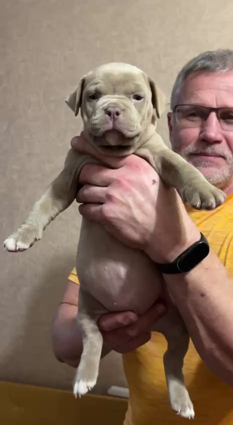 Hunter&Queenie, 10.09.25. Американские булли XL в г. Калининград. Питомник Great Bully UNIVERSE