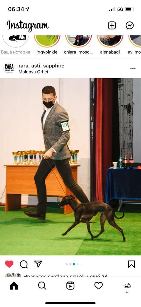 Черный бриллиант. Профессиональный питомник левреток РКФ/FCI ASTI SAPPHIRE 💎 Сочи|Санкт-Петербург