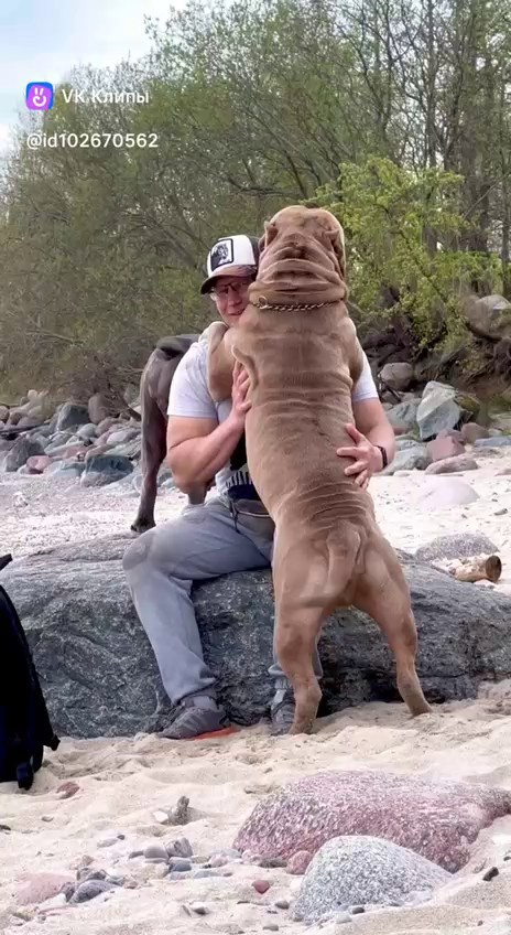 Видео Хантер. Американские булли XL в г. Калининград. Питомник Great Bully UNIVERSE