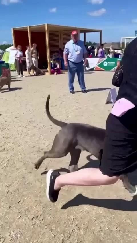 Участие в выставках. Американские булли XL в г. Калининград. Питомник Great Bully UNIVERSE