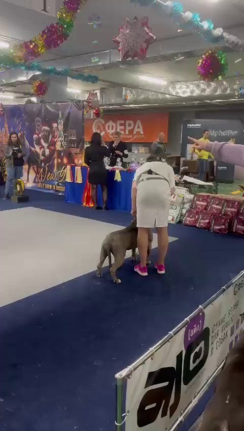 Участие в выставках. Американские булли XL в г. Калининград. Питомник Great Bully UNIVERSE