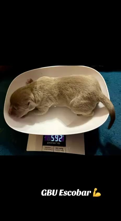 Видео GBU ESKOBAR. Американские булли XL в г. Калининград. Питомник Great Bully UNIVERSE