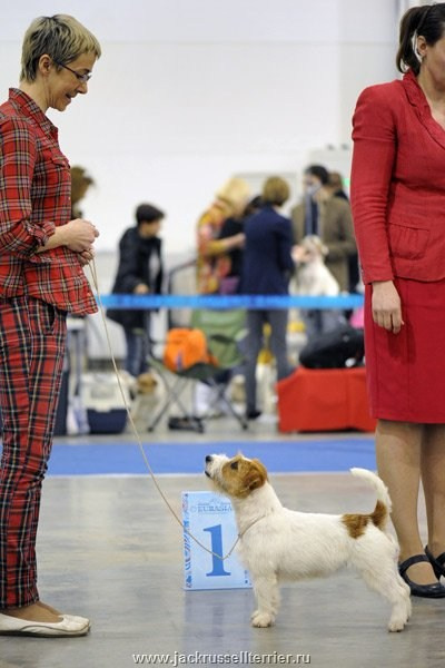 ЕВРАЗИЯ 2014. Lovely-Orange питомник джек рассел терьеров