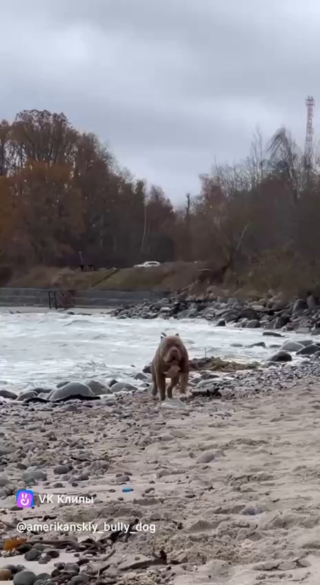 Видео Хантер. Американские булли XL в г. Калининград. Питомник Great Bully UNIVERSE