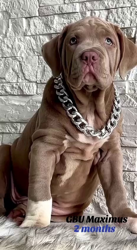 Hunter&Queenie, 10.09.25. Американские булли XL в г. Калининград. Питомник Great Bully UNIVERSE