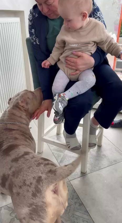 Видео Амбер. Американские булли XL в г. Калининград. Питомник Great Bully UNIVERSE