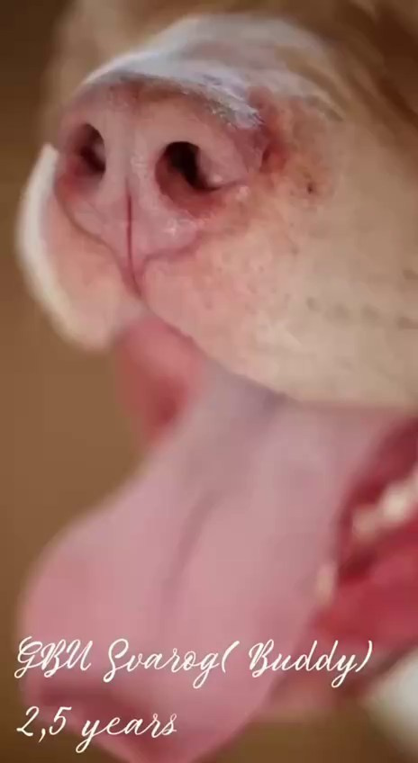 Участие в выставках. Американские булли XL в г. Калининград. Питомник Great Bully UNIVERSE