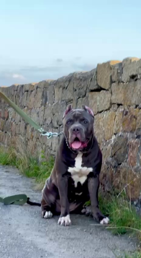 Видео GBU Xanamoon. Американские булли XL в г. Калининград. Питомник Great Bully UNIVERSE