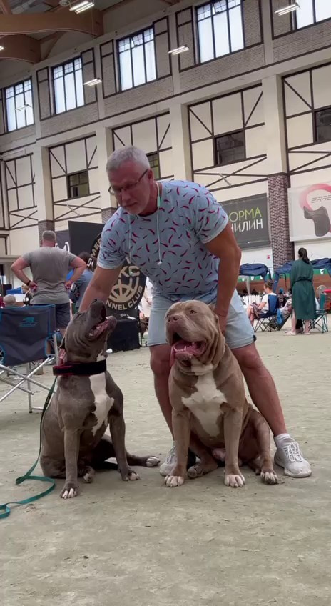 Участие в выставках. Американские булли XL в г. Калининград. Питомник Great Bully UNIVERSE