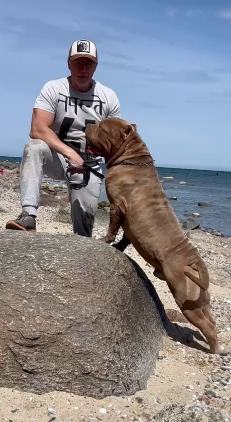 Видео Хантер. Американские булли XL в г. Калининград. Питомник Great Bully UNIVERSE