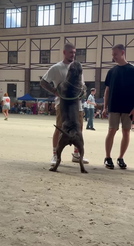 Участие в выставках. Американские булли XL в г. Калининград. Питомник Great Bully UNIVERSE