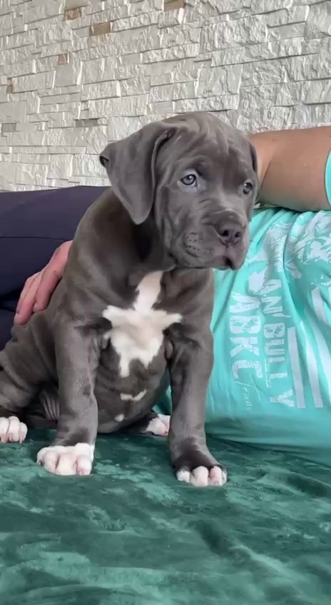 Видео GBU Xanamoon. Американские булли XL в г. Калининград. Питомник Great Bully UNIVERSE