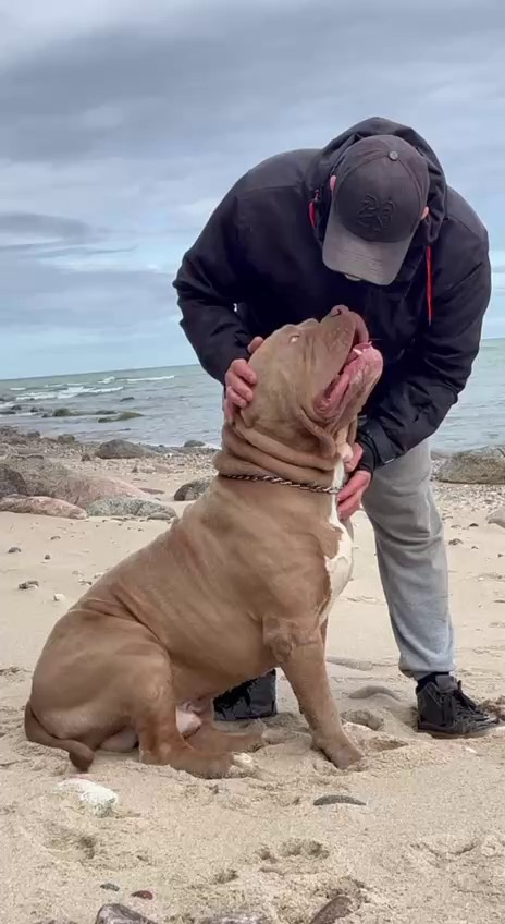 Видео Хантер. Американские булли XL в г. Калининград. Питомник Great Bully UNIVERSE