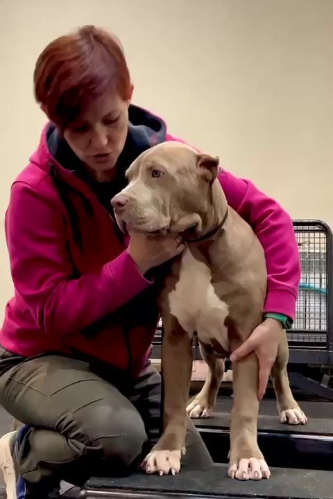 Hunter&Queenie, 10.09.25. Американские булли XL в г. Калининград. Питомник Great Bully UNIVERSE