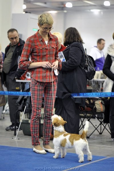 ЕВРАЗИЯ 2014. Lovely-Orange питомник джек рассел терьеров