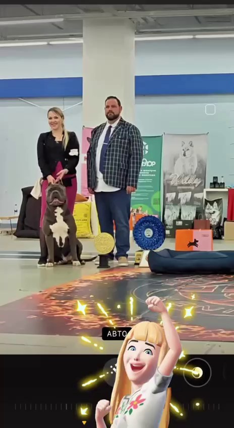Участие в выставках. Американские булли XL в г. Калининград. Питомник Great Bully UNIVERSE
