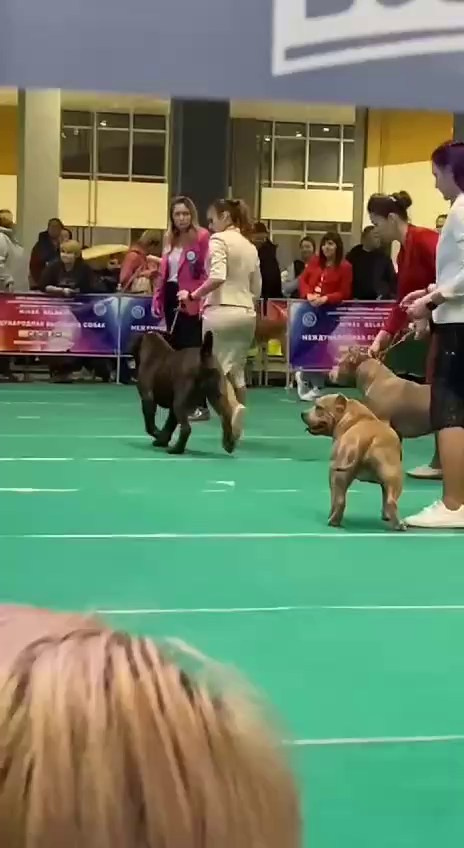 Участие в выставках. Американские булли XL в г. Калининград. Питомник Great Bully UNIVERSE