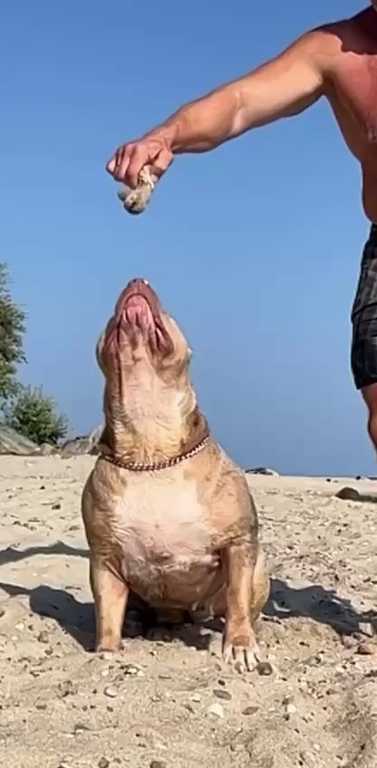 Видео Амбер. Американские булли XL в г. Калининград. Питомник Great Bully UNIVERSE