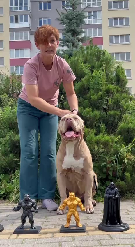 Видео GBU ESKOBAR. Американские булли XL в г. Калининград. Питомник Great Bully UNIVERSE