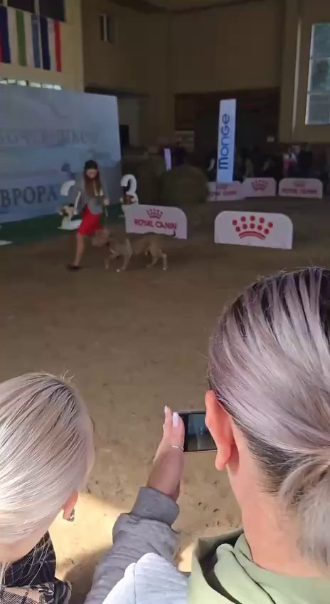 Участие в выставках. Американские булли XL в г. Калининград. Питомник Great Bully UNIVERSE