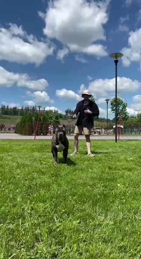 Участие в выставках. Американские булли XL в г. Калининград. Питомник Great Bully UNIVERSE