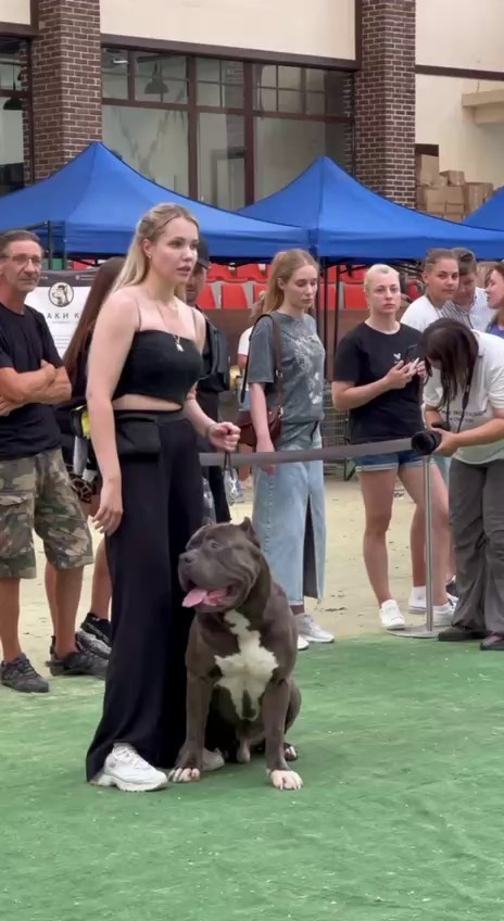 Участие в выставках. Американские булли XL в г. Калининград. Питомник Great Bully UNIVERSE