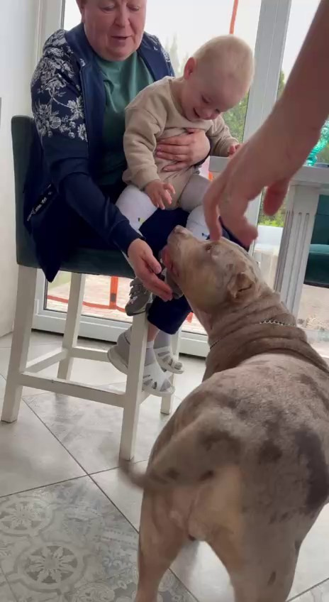 Видео Амбер. Американские булли XL в г. Калининград. Питомник Great Bully UNIVERSE