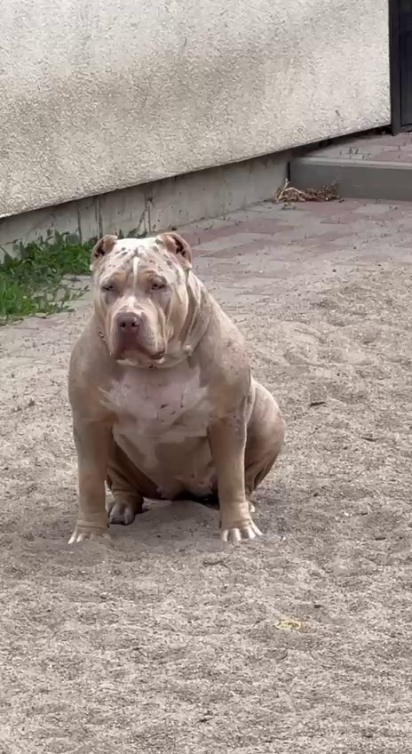 Видео Амбер. Американские булли XL в г. Калининград. Питомник Great Bully UNIVERSE