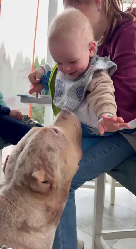 Видео Амбер. Американские булли XL в г. Калининград. Питомник Great Bully UNIVERSE