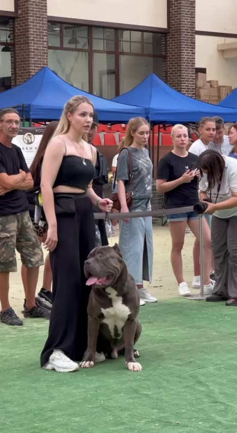 Участие в выставках. Американские булли XL в г. Калининград. Питомник Great Bully UNIVERSE