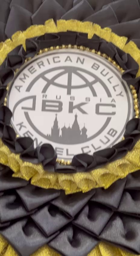 Участие в выставках. Американские булли XL в г. Калининград. Питомник Great Bully UNIVERSE