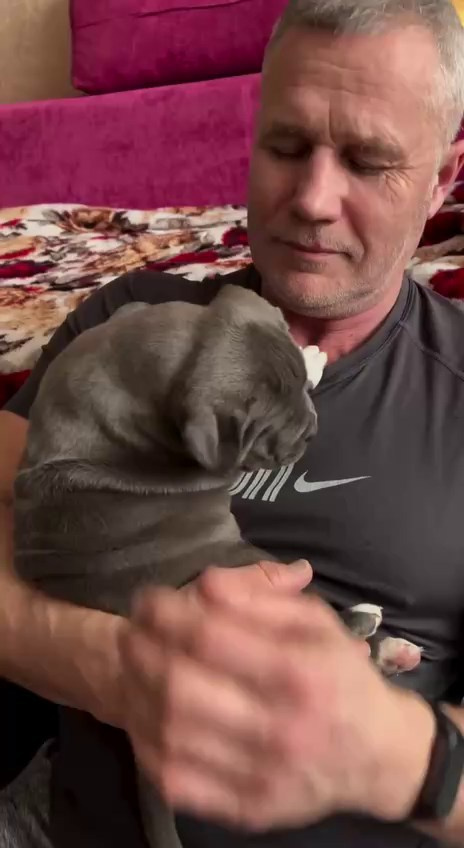 Видео GBU Xanamoon. Американские булли XL в г. Калининград. Питомник Great Bully UNIVERSE