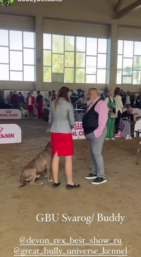 Участие в выставках. Американские булли XL в г. Калининград. Питомник Great Bully UNIVERSE