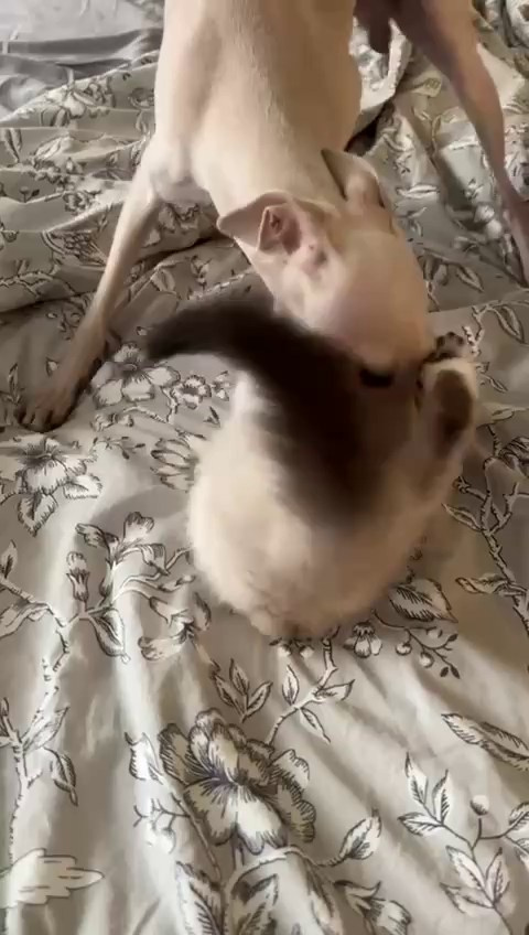 Левретки и кошки. Профессиональный питомник левреток РКФ/FCI ASTI SAPPHIRE 💎 Сочи|Санкт-Петербург