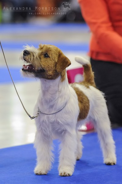 РОССИЯ 2012. Lovely-Orange питомник джек рассел терьеров