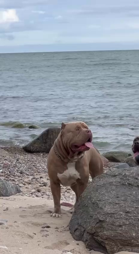 Видео Хантер. Американские булли XL в г. Калининград. Питомник Great Bully UNIVERSE